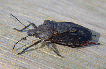 This stinkbug spent the day on the railing leading into the Wetlands, moving only s few inches during the entire day.