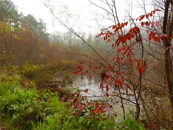 Dwarf Sumac holds on to its leaves while many of the other trees and shrubs are bare.