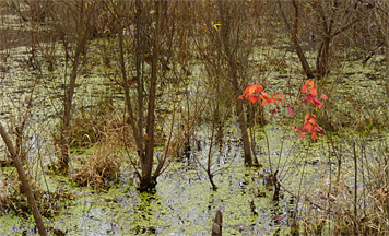 A small maple brightens up the otherwise dark and leafless Wetlands.