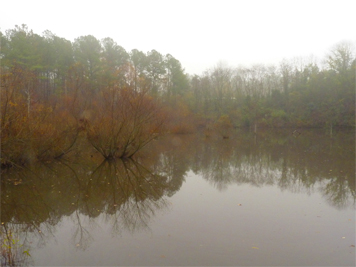 Misty morning in the Wetlands.