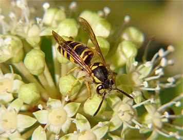 Yellwojackets were quite numerous on Fatsia during the first week on November.