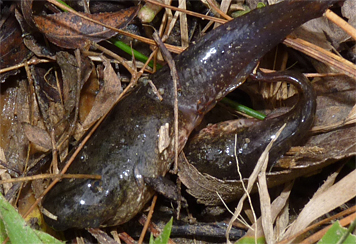 A Bullfrog Tadpole (actually two) stranded on the "beach."