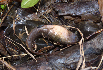 Five of the dozens of tadpoles left on land after the deluge.