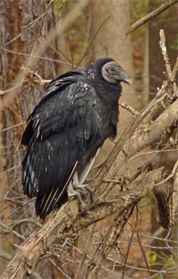 Communal roosting has its hazards especially when you perch below a large bird like a vulture