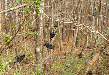 Four of the seven Black Vultures in the swamp between Catch the Wind and Explore the Wild.