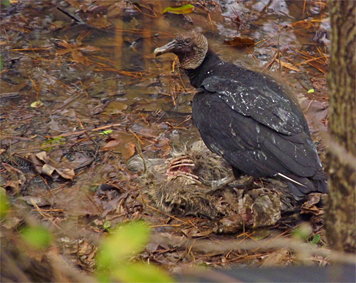 A Black Vulture feeding on a Raccoon carcuss.