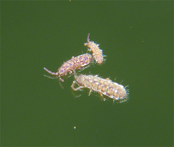 The largest of the three pictured is about 3 mm long.