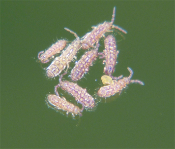 Some of the springtails were clustered together on the water's surface. The small yellow springtail is probably in a different order than the longer ones, Symphypleona.