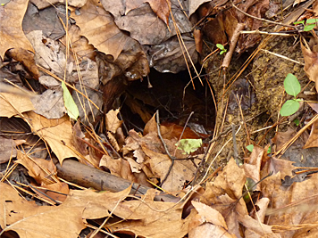 The Groundhog will spent several months in this burrow, emerging when struck by the urge to breed.hibernation