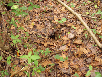 The entrance to a Grounhog's burrow. This one is located between Catch the Wind and Explore the Wild on the back side of the trail loop