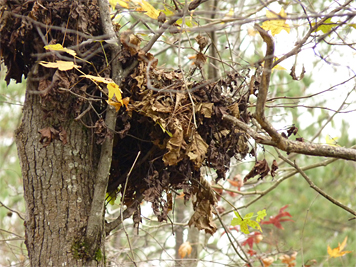 This rather shabby looking assemblage is willprobably be the winter quarters of a Gray Squirrel, perhaps the one above.