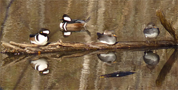 Hooded Merganser taking up their old familiar resting and preening spot in the Wetlands.