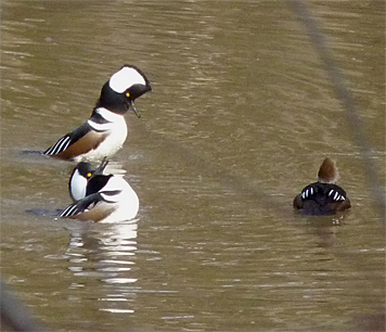 Males strut their stuff while female swims by.