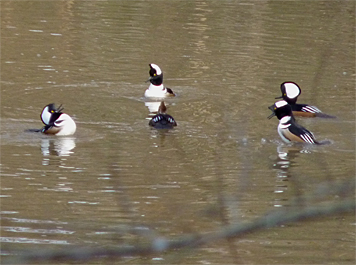 Male Hooded Mergansers surround a lone female (dark object in center) as they vie for her attention.