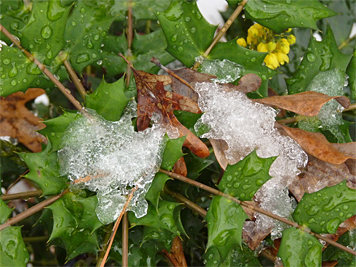Ice collects on the hardy leaves of Mahonia.