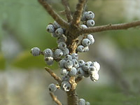 Wax Myrtle with its waxy fruit.