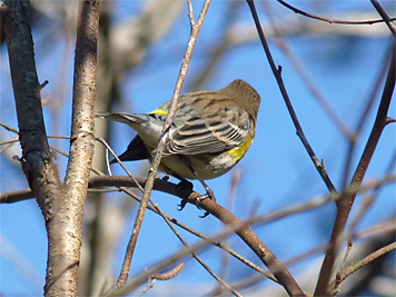 This image should help you. The bird's most obvious field mark (the mark for which its common name was given it) is visible in this photo.