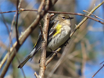 Here's a side view of the bird.