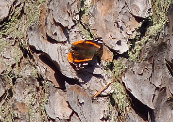 This Red Admiral is one of several butterfly species which may overwinter as an adult, venturing out on relatively warm winter days.