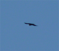 Raven flying over Museum