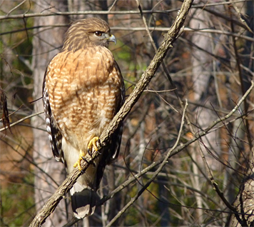 Red-shouldered Hawk silently perched six feet above the waters of the Wetlands.
