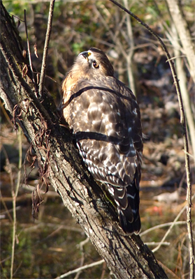 Red-shouldered Hawk peering up at a very exciting Red-tailed Hawk circling above.