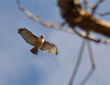 Red-tailed Hawk soaring above the Wetlands.