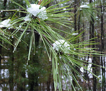 The snow capped branches of a Loblolly Pine.