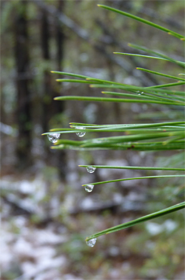 Already beginning to melt, the drips collect on the tips of the pine needles.