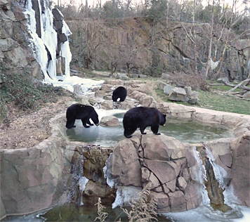 Gus, Virginia, and Mimi all explore the ice belwo the falls. Where's Ursula? Fast asleep in the cave.