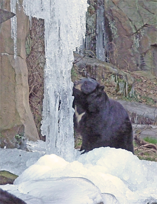 Virginia tests the ice, "What is this stuff?"