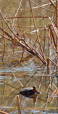 Painted Turtle taking advantage of the relative warmth of the mid January sunshine..