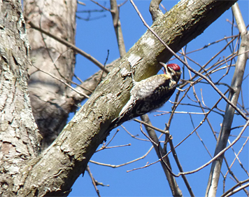 Can you identify the bird?