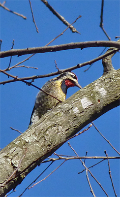 Yellwo-bellied Sapsucker drilling wells.