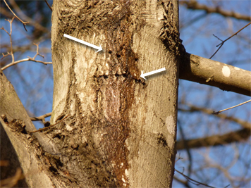 Sap flows from Yellow-bellied Sapsucker "wells" drilled into a maple in Catch the Wind.