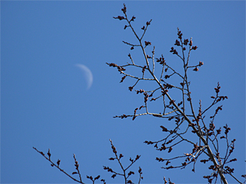 elmbuds_moon20319_s elmbuds