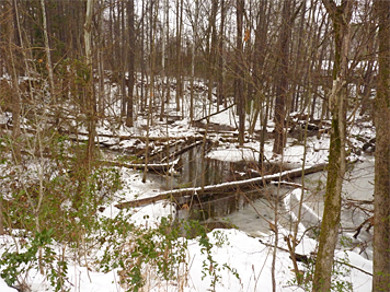 swamp_snaow20027_s