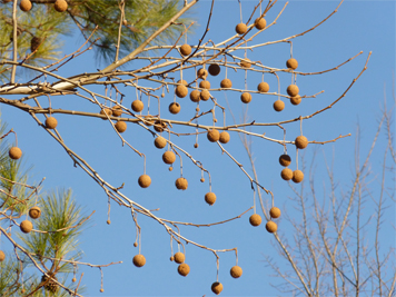 sycamoreW10673_s