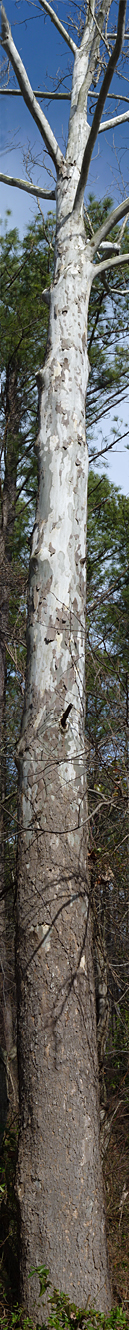 sycamore_combo3 am sycamore