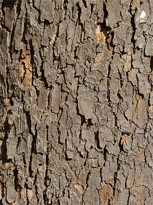 sycamore_cu10926_s lower bark