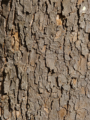 lower bark