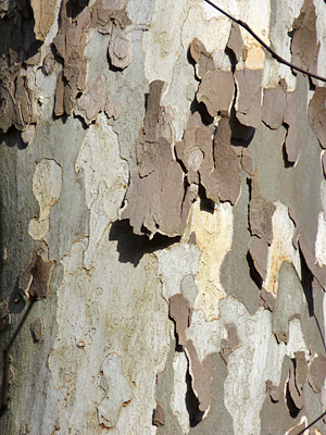 sycamore_cu10927_s middle of tree