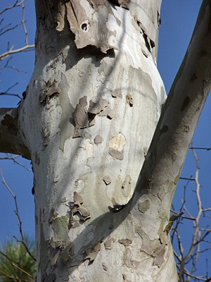 sycamore_cu10928_s