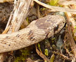 brnsnake30157_2_s