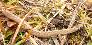brnsnake30157_s