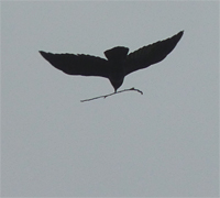 crow w/twig