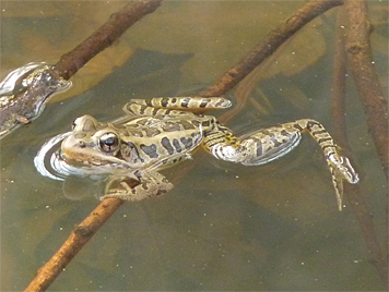 pickfrog30069_s