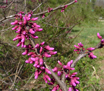 redbud