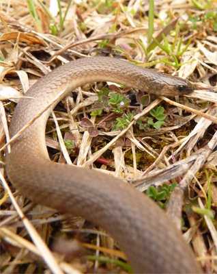 rghearthsnake30160_s
