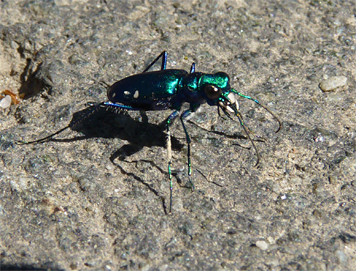 ss tiger beetle